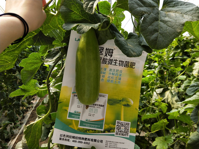 微生物菌肥,体育外围app官网翠姆 