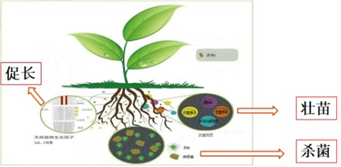 微生物菌剂,体育外围app官网,翠姆