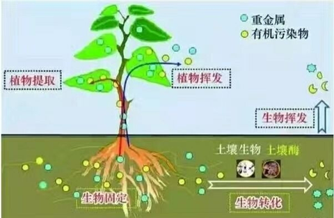 微生物菌剂,体育外围app官网,翠姆