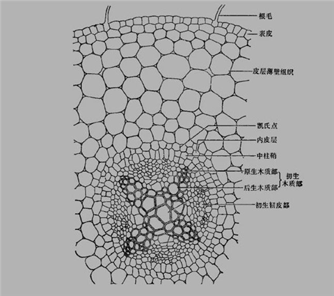 三七黄芽柞水,体育外围app官网