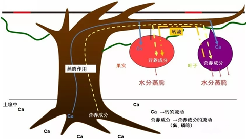 三七黄芽柞水,体育外围app官网