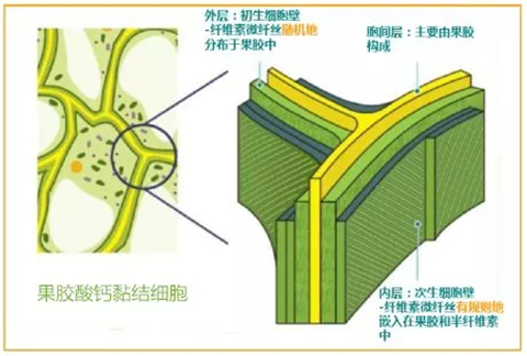 三七黄芽柞水,体育外围app官网