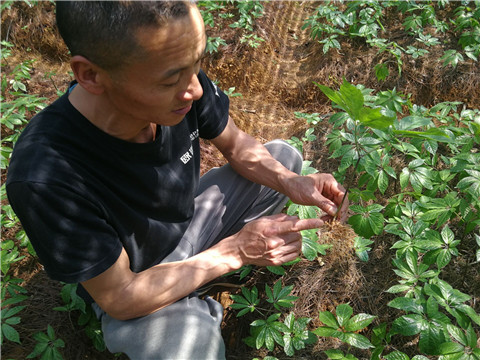 微生物菌剂，翠姆，体育外围app官网