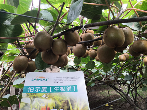 微生物菌剂，生根剂，伯示麦，体育外围app官网