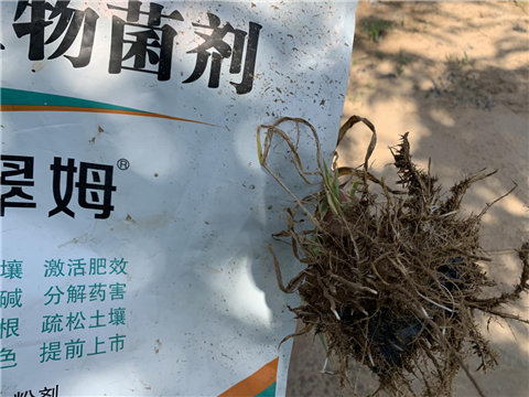 菌肥,微生物菌剂,翠姆