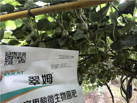 微生物菌剂，平衡颗粒复合肥，翠姆，体育外围app官网