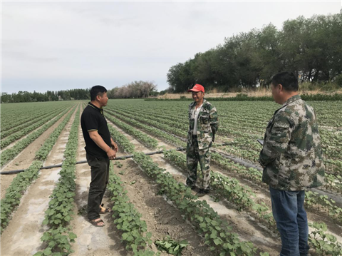 棉花，水溶肥，体育外围app官网，翠姆