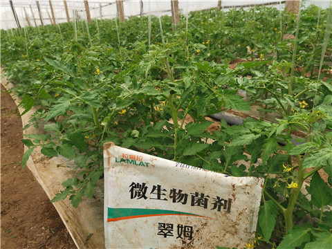 微生物菌剂，翠姆，体育外围app官网