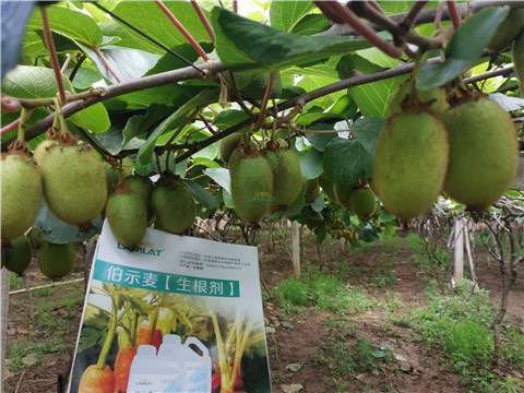 水溶肥，伯示麦，体育外围app官网