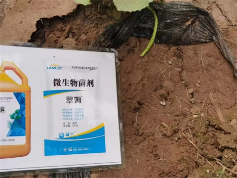 土壤板结盐渍化,微生物菌剂,翠姆