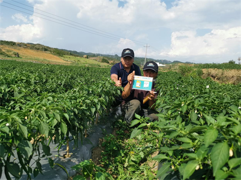 辣椒种植,水溶肥,体育外围app官网