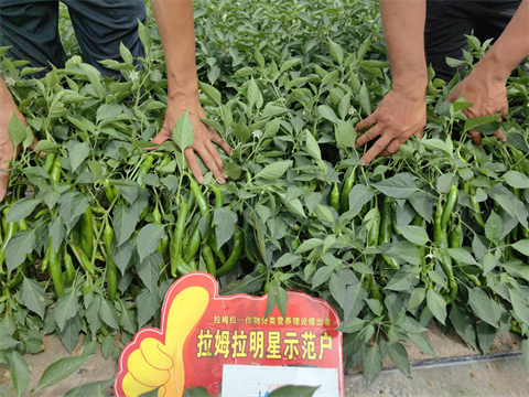 辣椒种植,水溶肥,体育外围app官网