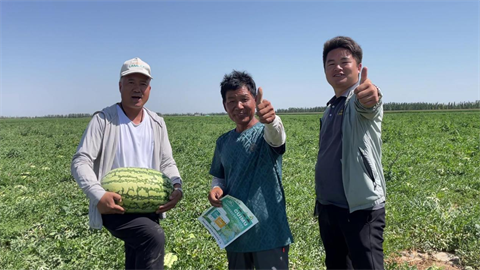 西瓜种植,水溶肥,体育外围app官网