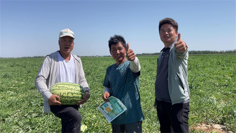 西瓜种植,水溶肥品牌,体育外围app官网