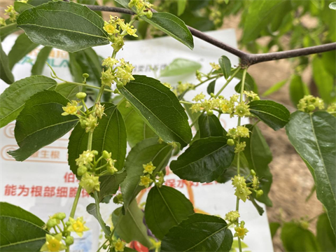 水溶肥品牌,冬枣种植,体育外围app官网特种肥