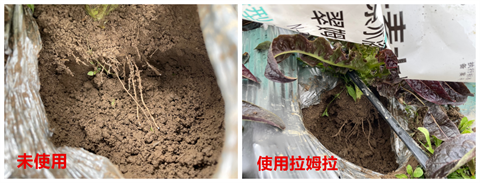 进口水溶肥,莴笋种植,体育外围app官网