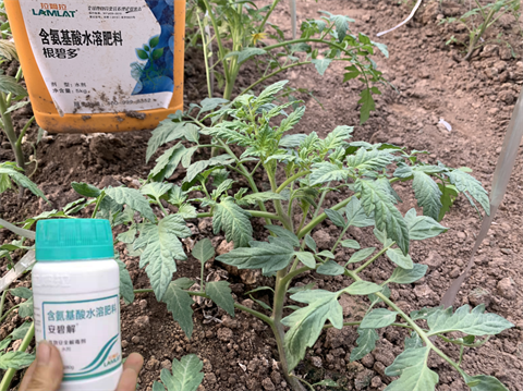 除草剂药害,番茄种植,体育外围app官网水溶肥