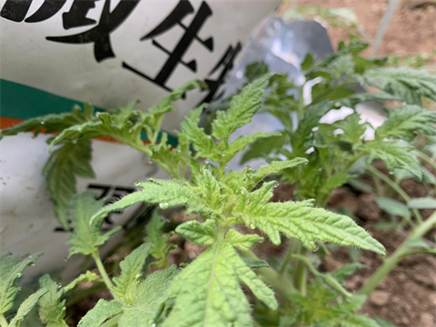 除草剂药害,番茄种植,体育外围app官网水溶肥