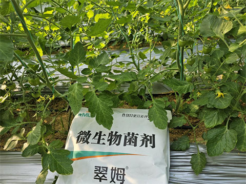 进口水溶肥,微生物菌剂,体育外围app官网特种肥